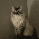 Sam