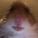 Faze hampster